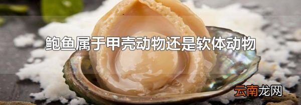 鲍鱼属于甲壳动物还是软体动物