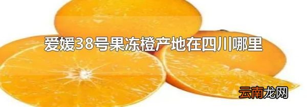 爱媛38号果冻橙产地在四川哪里