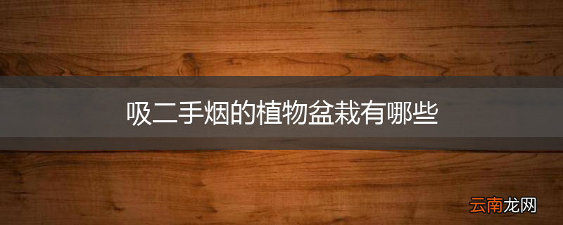 吸二手烟的植物盆栽有哪些