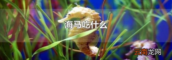 海马吃什么