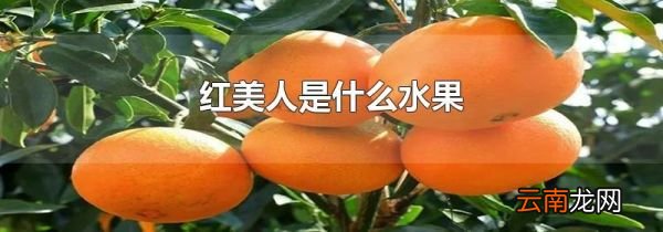 红美人是什么水果