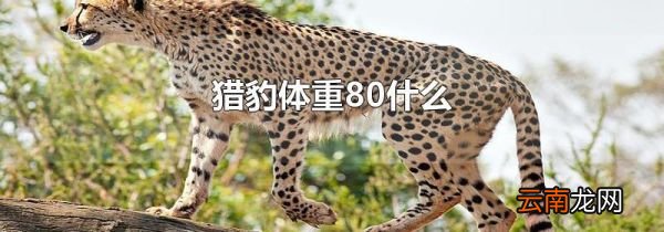 猎豹体重80什么