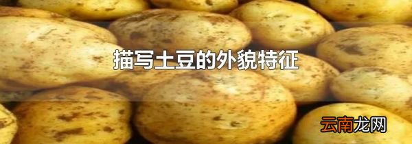 描写土豆的外貌特征