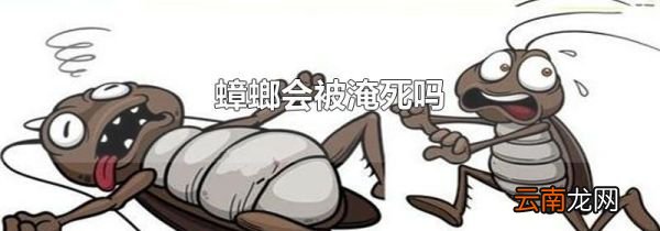 蟑螂会被淹死吗