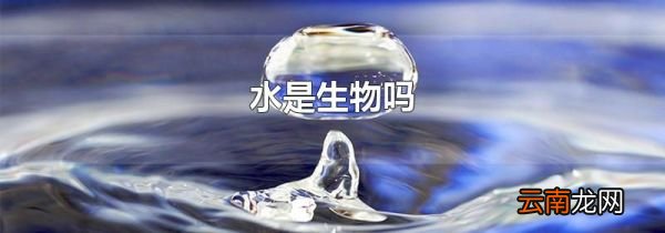 水是生物吗