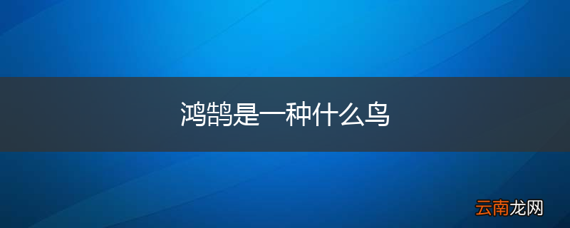 鸿鹄是一种什么鸟