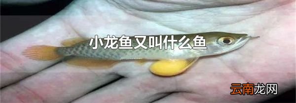 小龙鱼又叫什么鱼