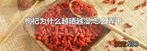 枸杞为什么越晒越湿,怎么弄干