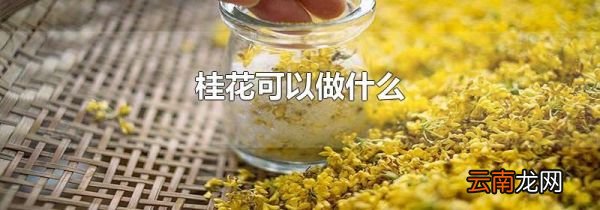 桂花可以做什么