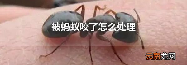被蚂蚁咬了怎么处理