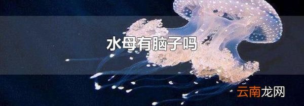 水母有脑子吗