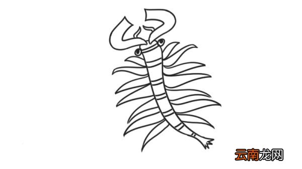 丰年虾简笔画 丰年虾简笔画怎么画