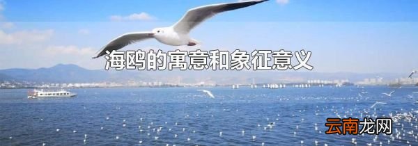 海鸥的寓意和象征意义