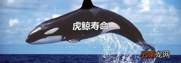 虎鲸寿命
