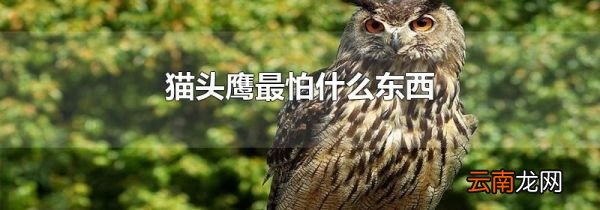 猫头鹰最怕什么东西