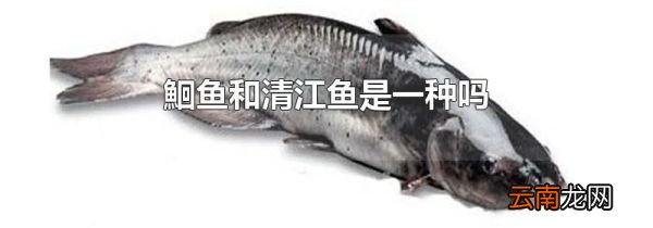 鮰鱼和清江鱼是一种吗