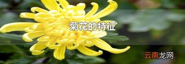 菊花的特征