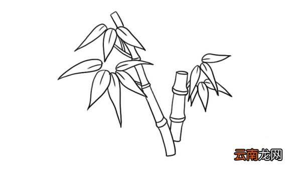 竹子简笔画 竹子的画法