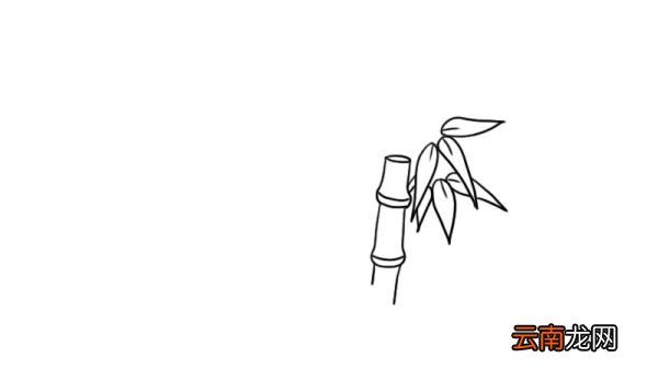 竹子简笔画 竹子的画法