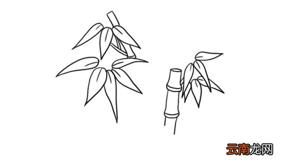 竹子简笔画 竹子的画法