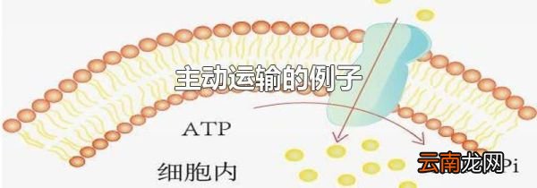 主动运输的例子