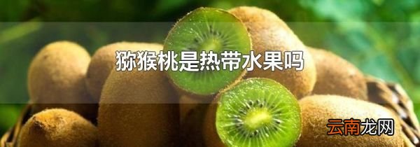 猕猴桃是热带水果吗