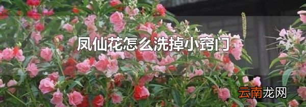 凤仙花怎么洗掉小窍门