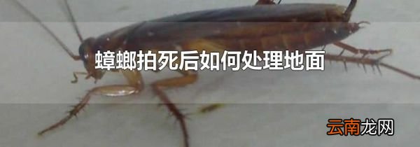 蟑螂拍死后如何处理地面