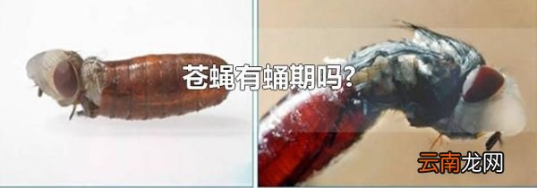 苍蝇有蛹期吗?