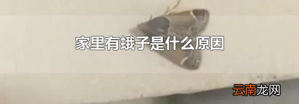 家里有蛾子是什么原因