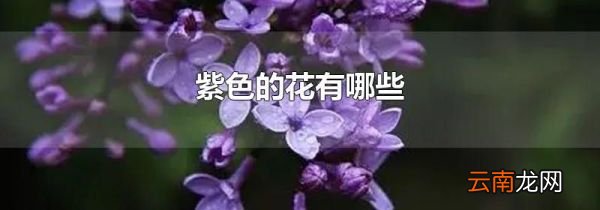 紫色的花有哪些