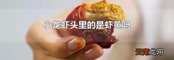 小龙虾头里的是虾黄吗