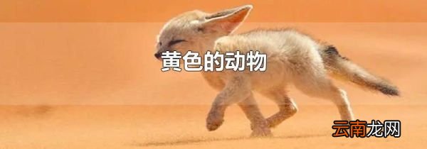 黄色的动物