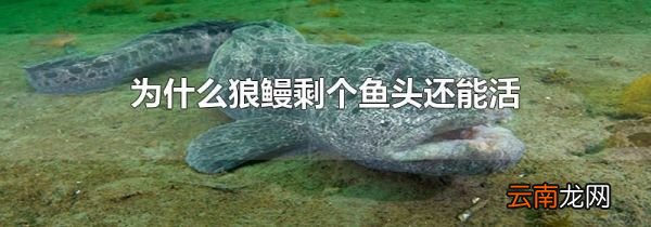 为什么狼鳗剩个鱼头还能活