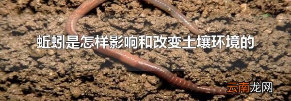 蚯蚓是怎样影响和改变土壤环境的