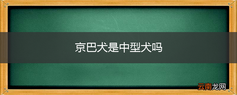 京巴犬是中型犬吗