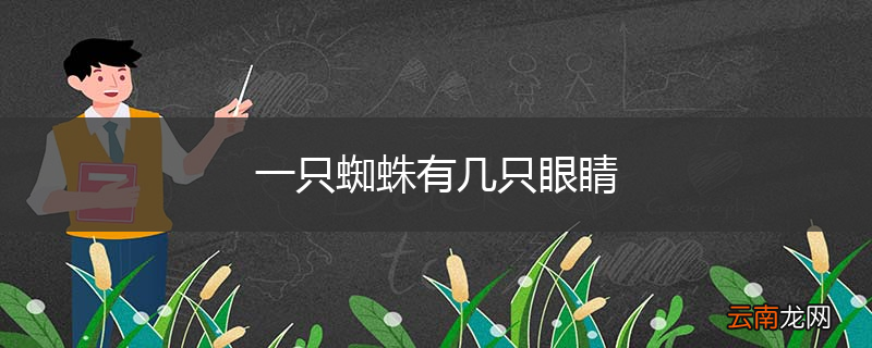一只蜘蛛有几只眼睛