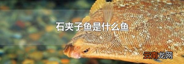 石夹子鱼是什么鱼