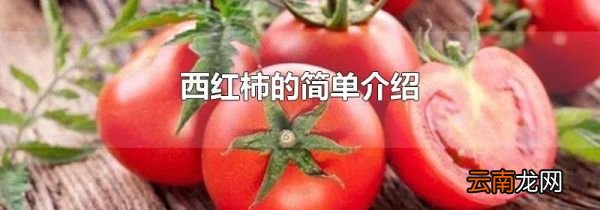 西红柿的简单介绍
