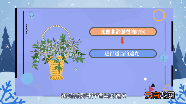 铁线莲的养殖方法和注意事项 铁线莲的养殖方法和注意事项有什么