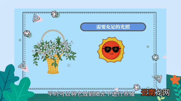 铁线莲的养殖方法和注意事项 铁线莲的养殖方法和注意事项有什么