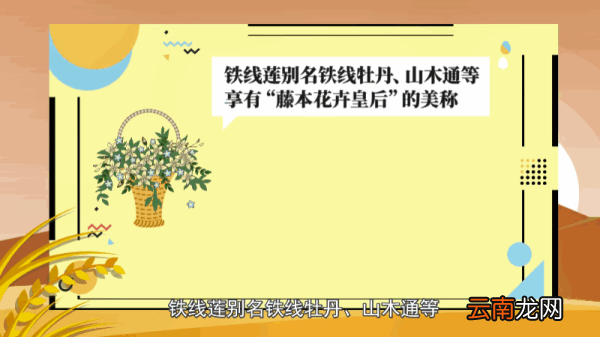 铁线莲的养殖方法和注意事项 铁线莲的养殖方法和注意事项有什么