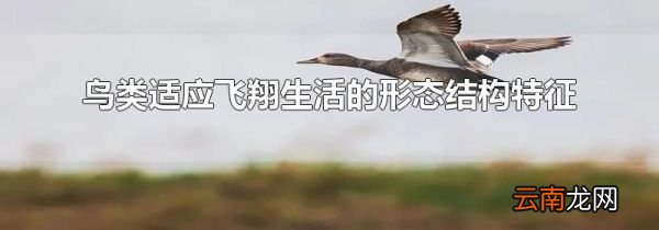 鸟类适应飞翔生活的形态结构特征