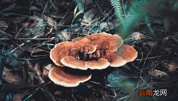 灵芝的功效与作用用法 灵芝有什么功效和食用禁忌