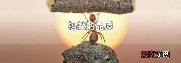 蚂蚁的品质