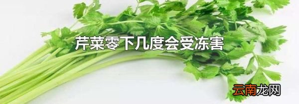 芹菜零下几度会受冻害