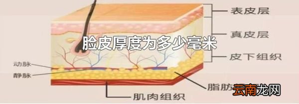 脸皮厚度为多少毫米