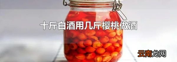 十斤白酒用几斤樱桃做酒