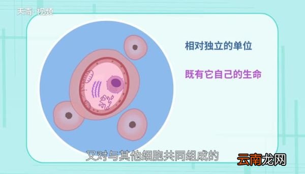 细胞学说是谁提出的 细胞学说由什么创造