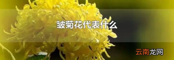 皱菊花代表什么